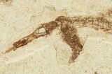 Fossil Pipefish (Syngnathus) - California #274966-2